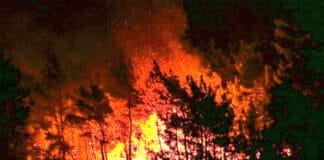 Burundi : les feux ravagent un cinquième du parc de la Ruvubu